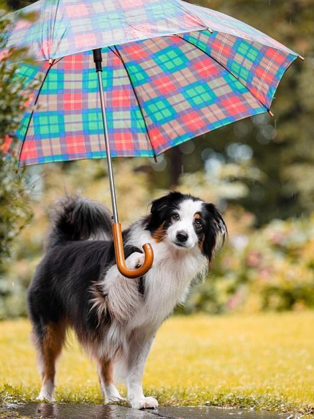 7 Rainy Season Essentials to Keep Your Pet Healthy & Happy